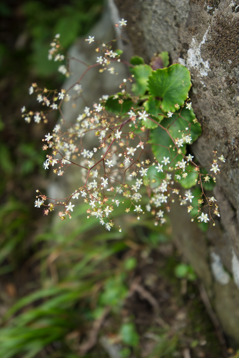 DSC00048.jpg