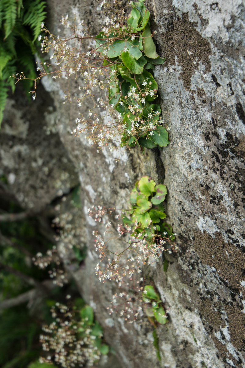DSC00046.jpg