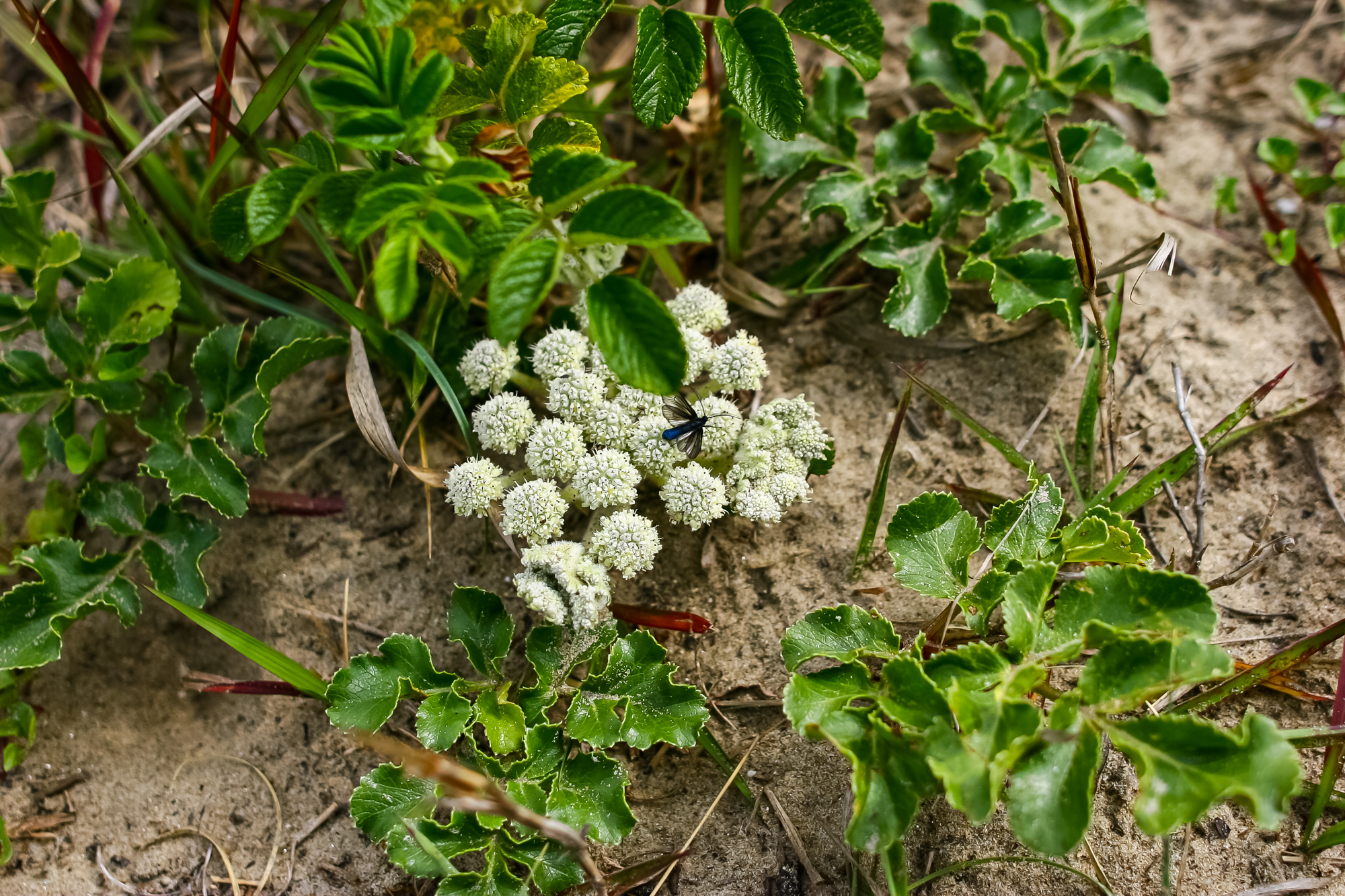IMG_8127.JPG