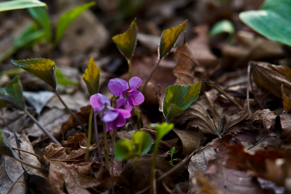 DSC05074.jpg