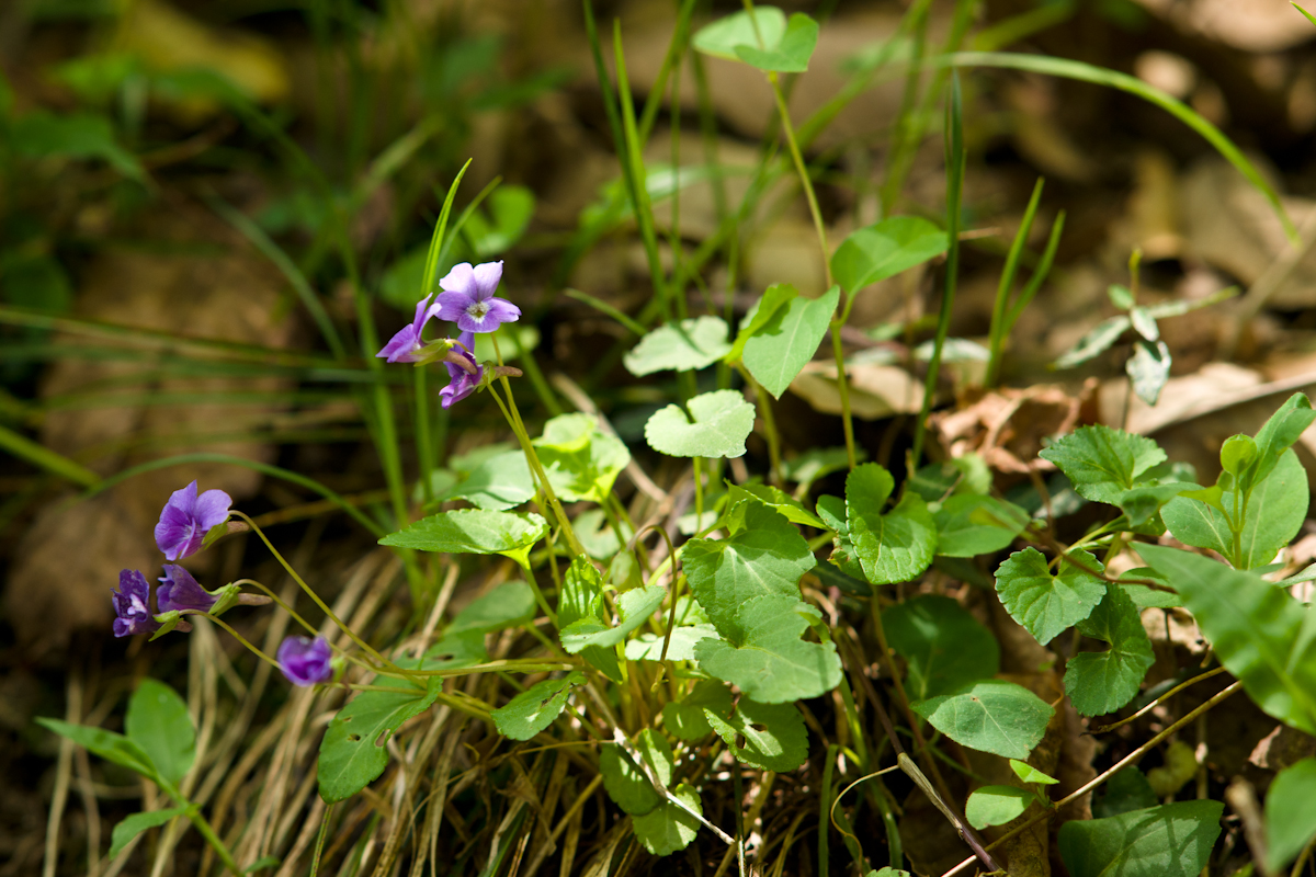 DSC04384.jpg