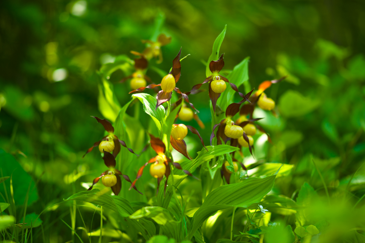DSC08110-3.jpg