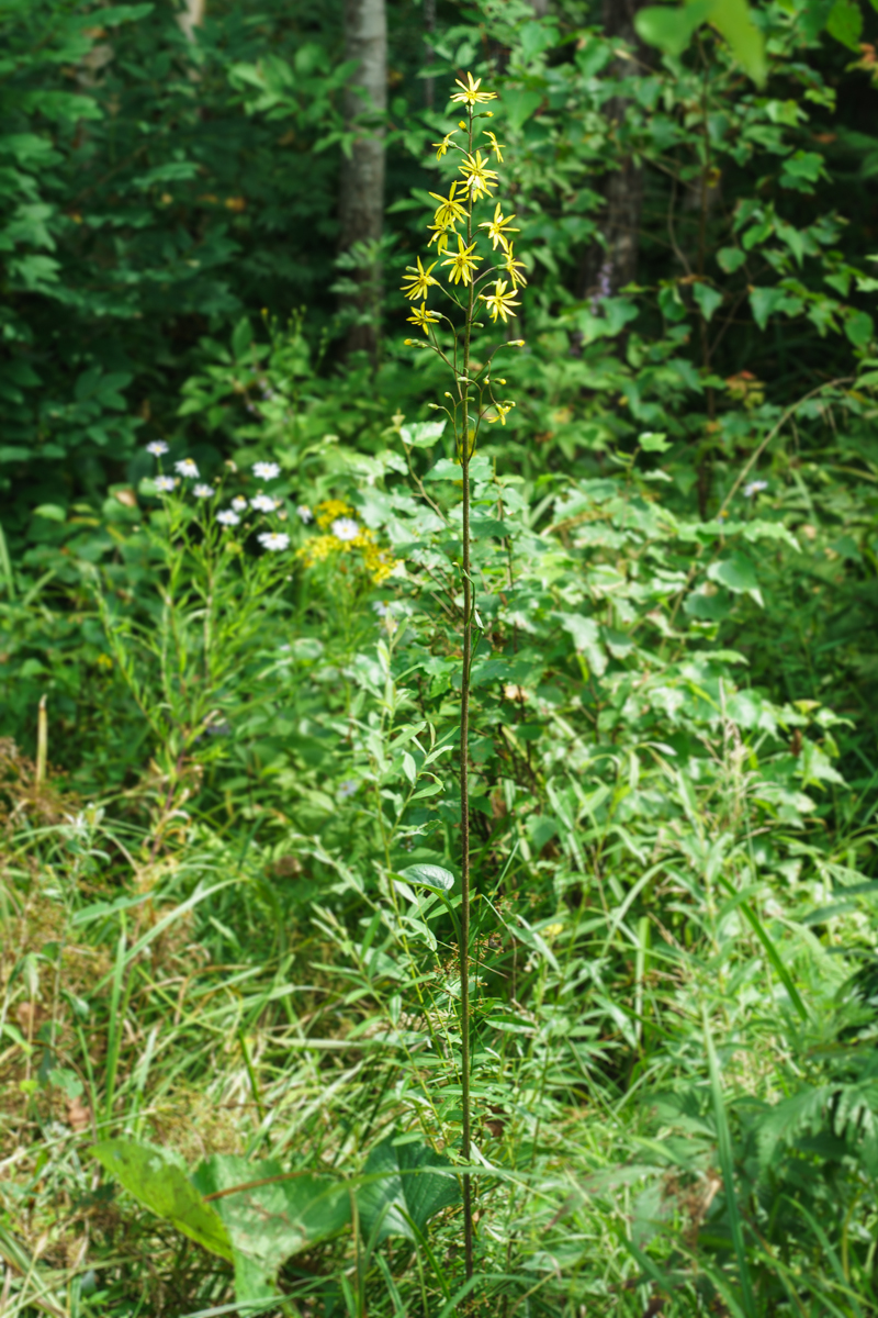 DSC03108.JPG