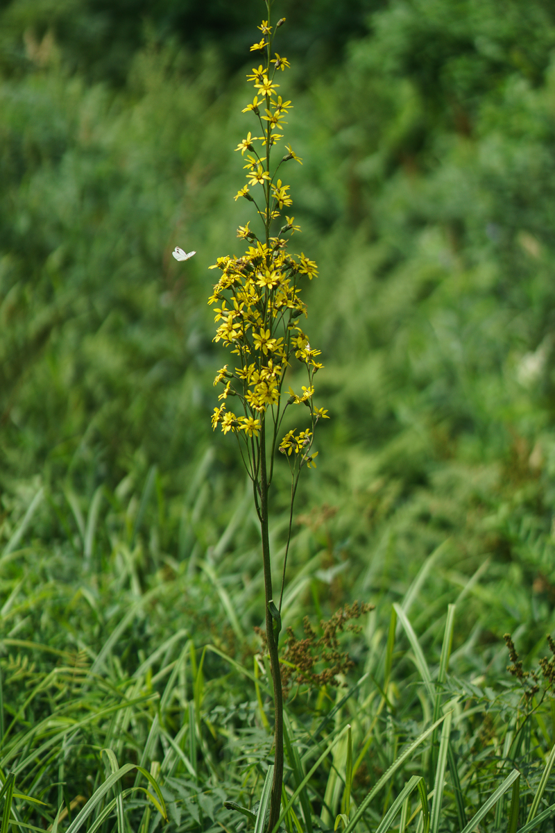 DSC03096.JPG