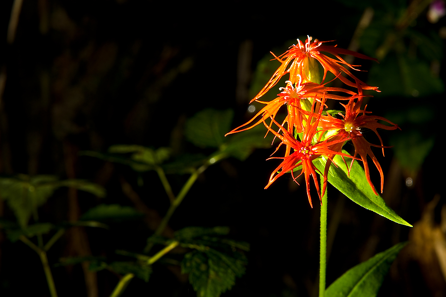 DSC08959.jpg