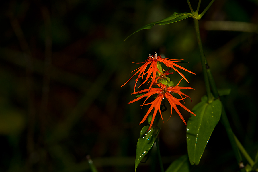 DSC09000.jpg