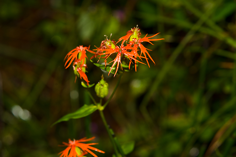 DSC09002.jpg