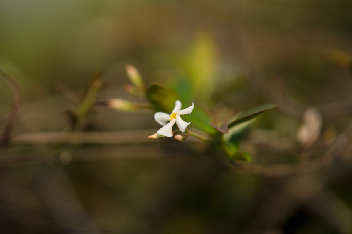 DSC04295.jpg