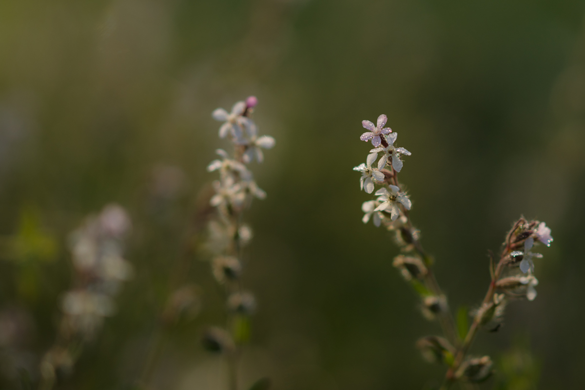 DSC04310.jpg