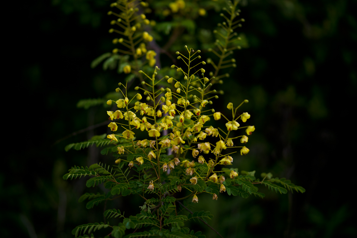 DSC04316.jpg