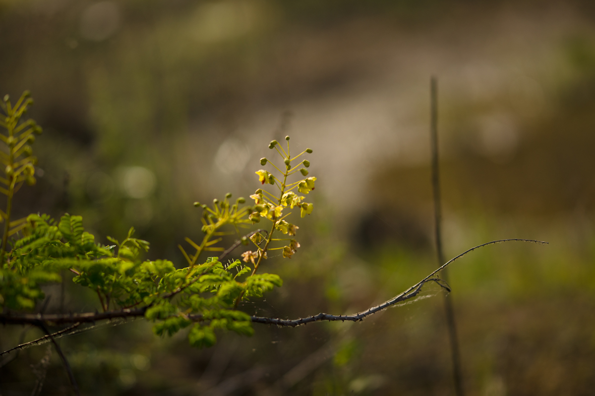 DSC04315.jpg