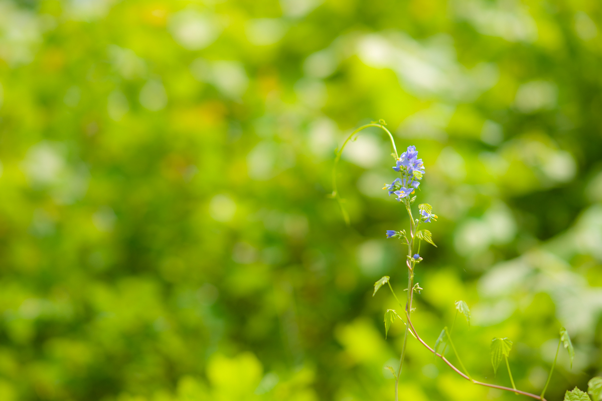 DSC08720.jpg