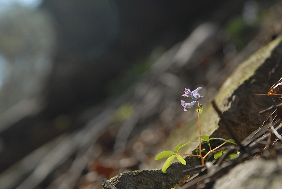 Corydalis remota2.JPG