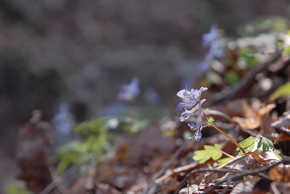 Corydalis remota3.JPG