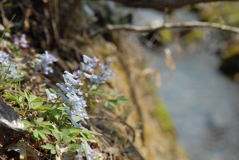 Corydalis remota1.JPG