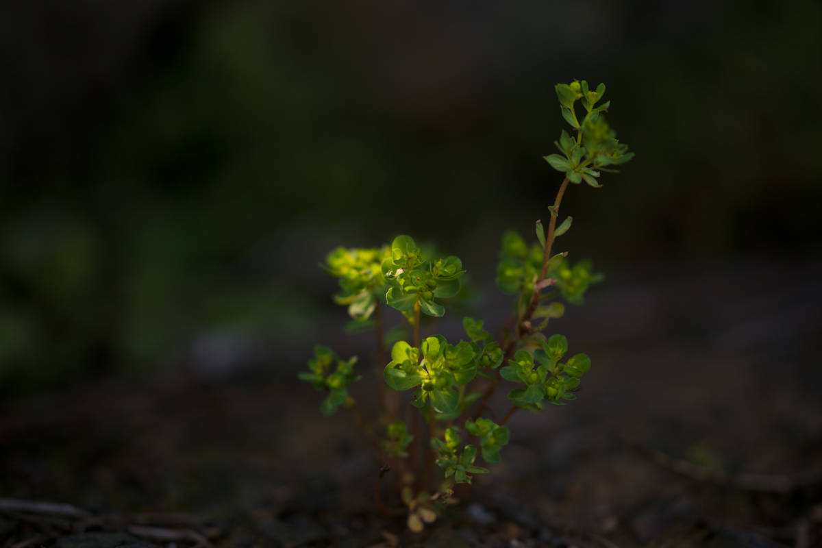 DSC04332.jpg