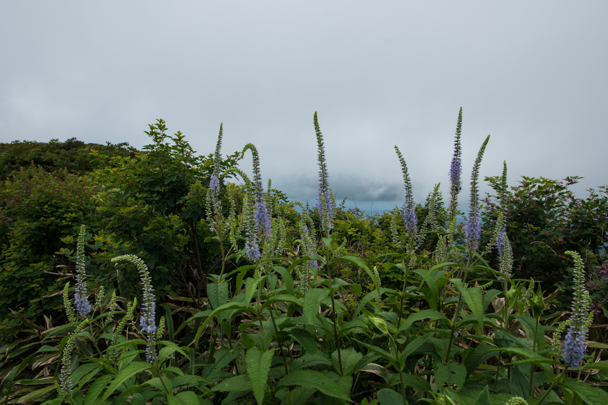 DSC00191.jpg