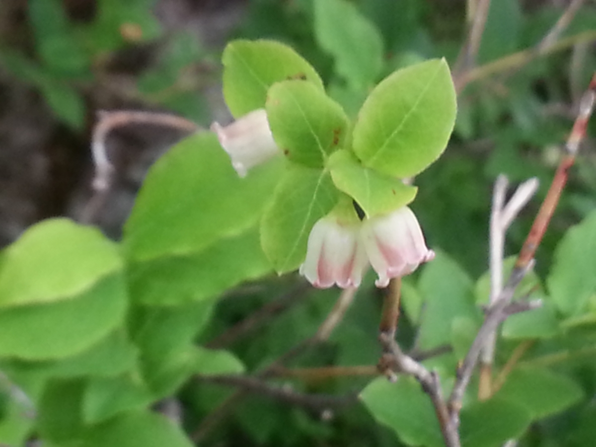 20130606_124724.jpg