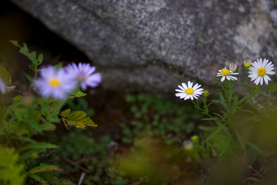 DSC08149.jpg