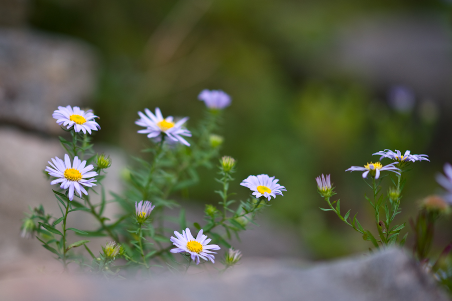 DSC08156.jpg