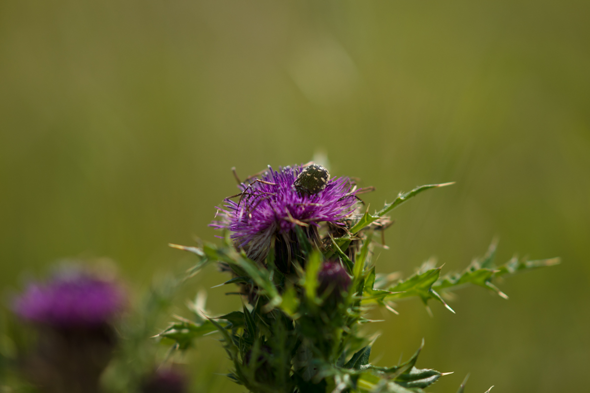 DSC04340.jpg