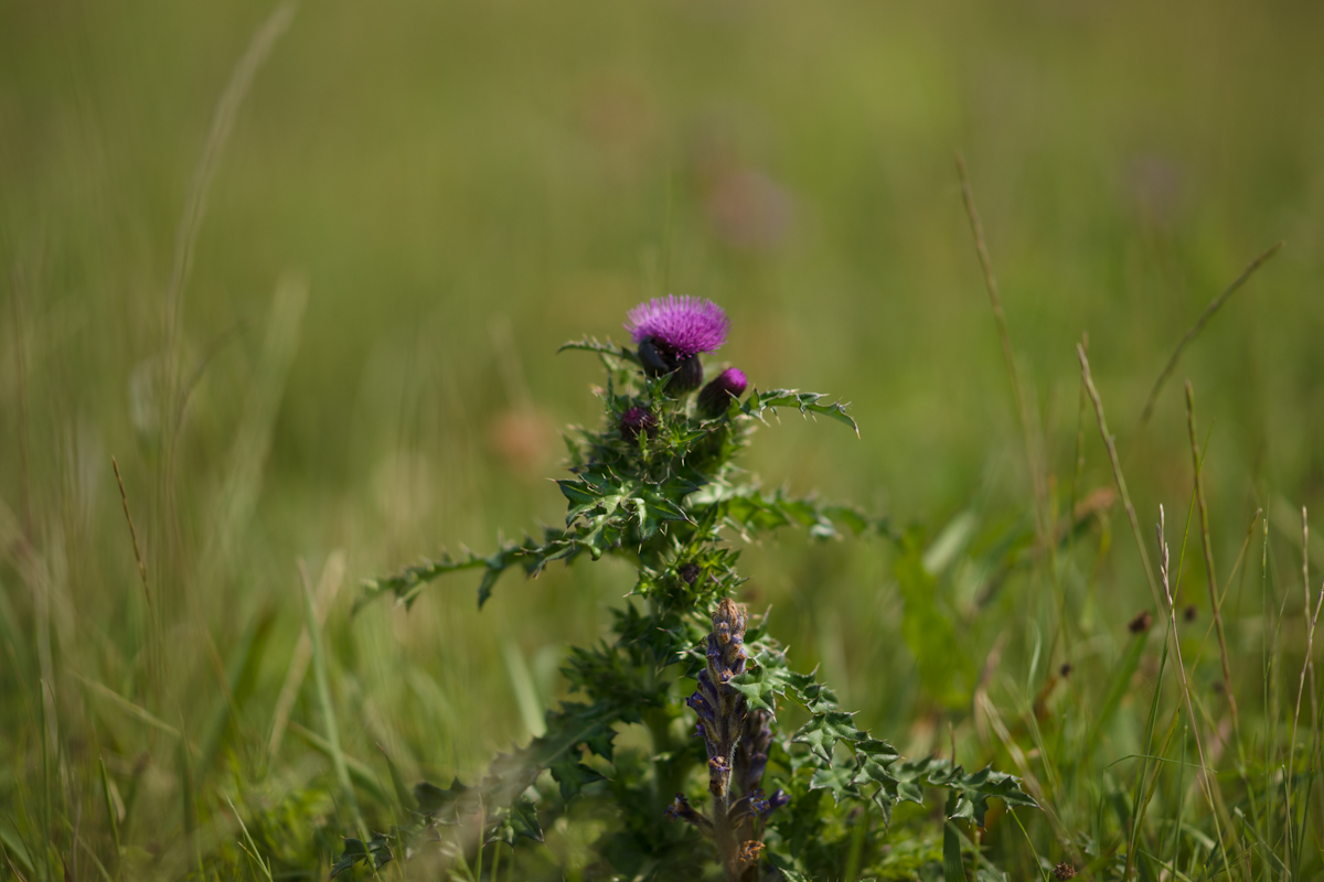 DSC04365.jpg