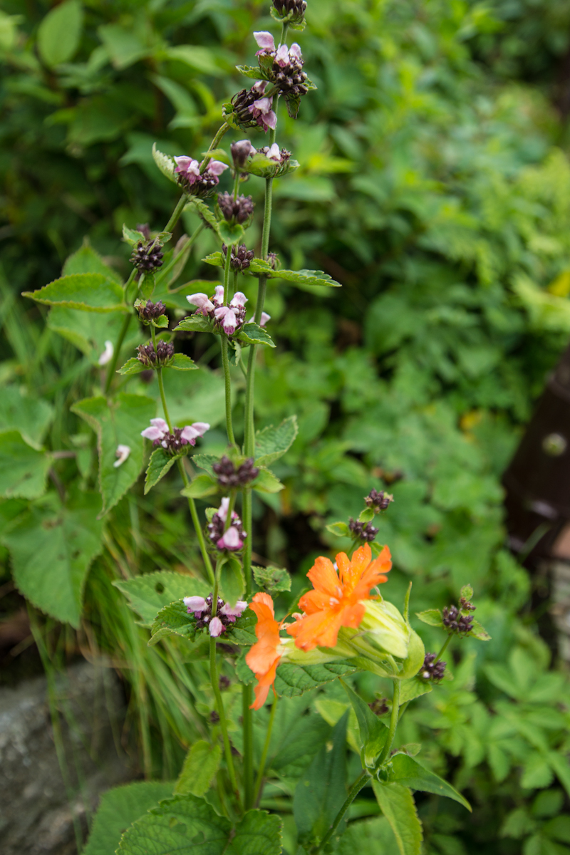 DSC00042.jpg
