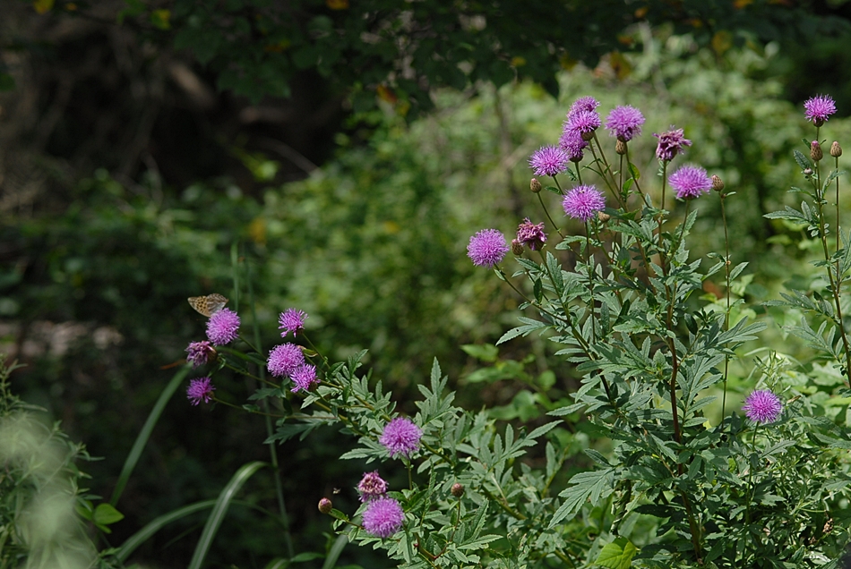 Serratula coronata2.JPG