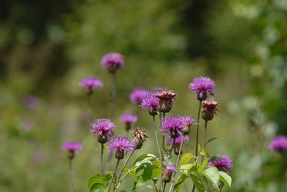 Serratula coronata4.JPG