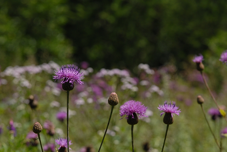 Serratula coronata1.JPG