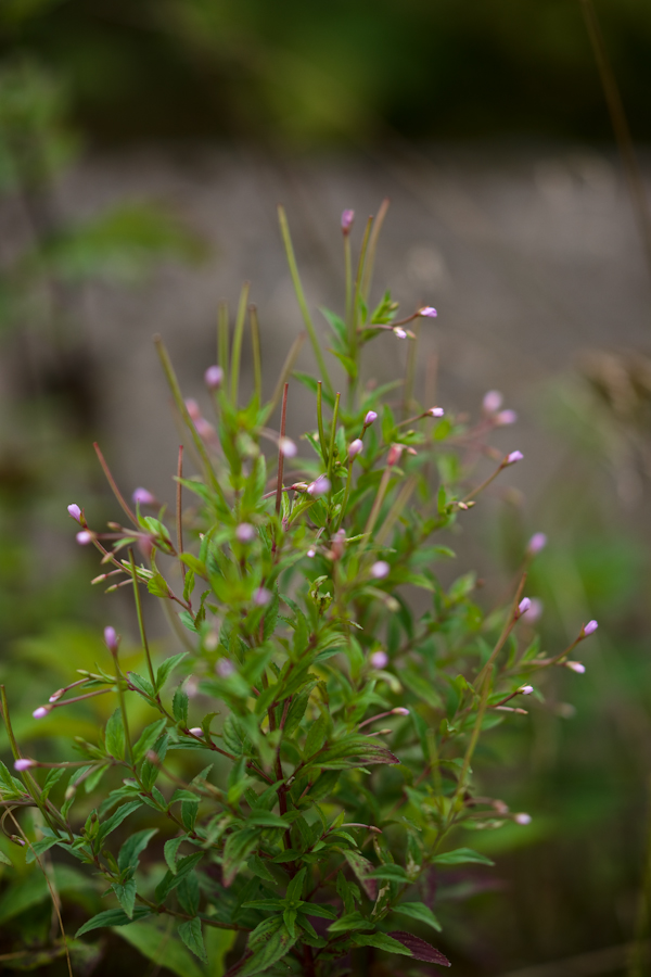 DSC08172.jpg