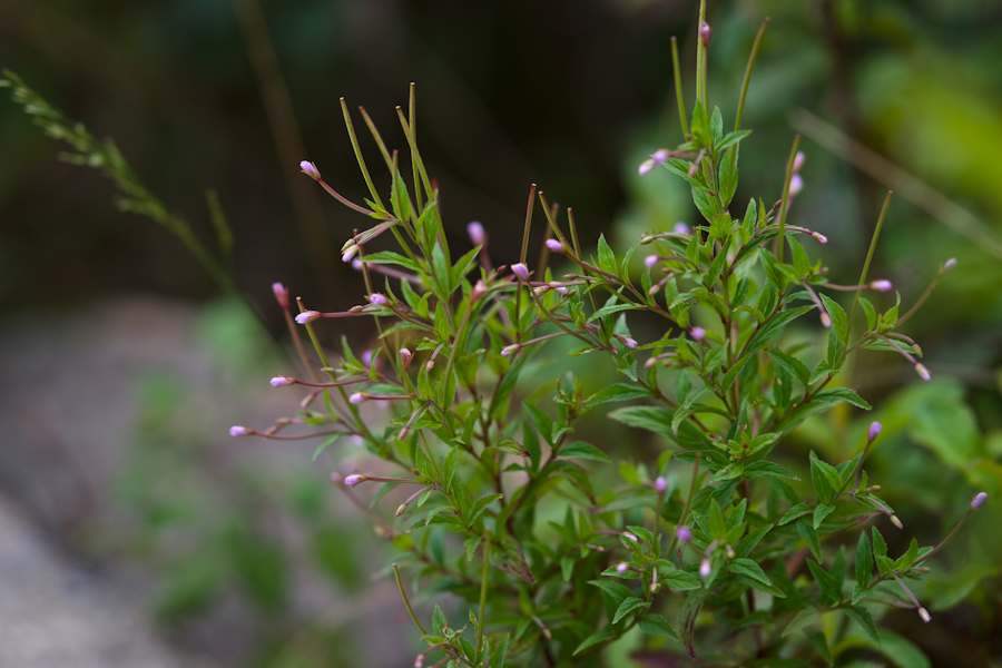 DSC08176.jpg