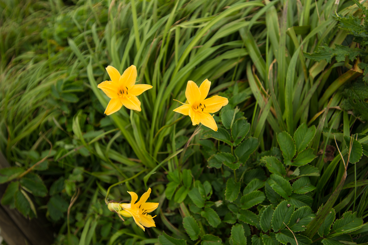 DSC00227.jpg
