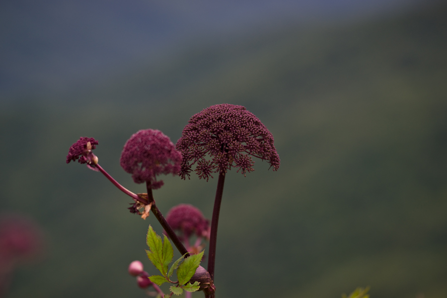 DSC08177.jpg