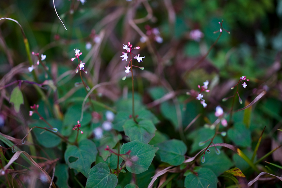 DSC08183.jpg