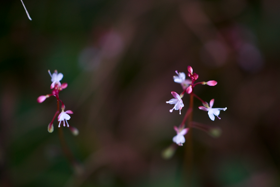 DSC08185.jpg