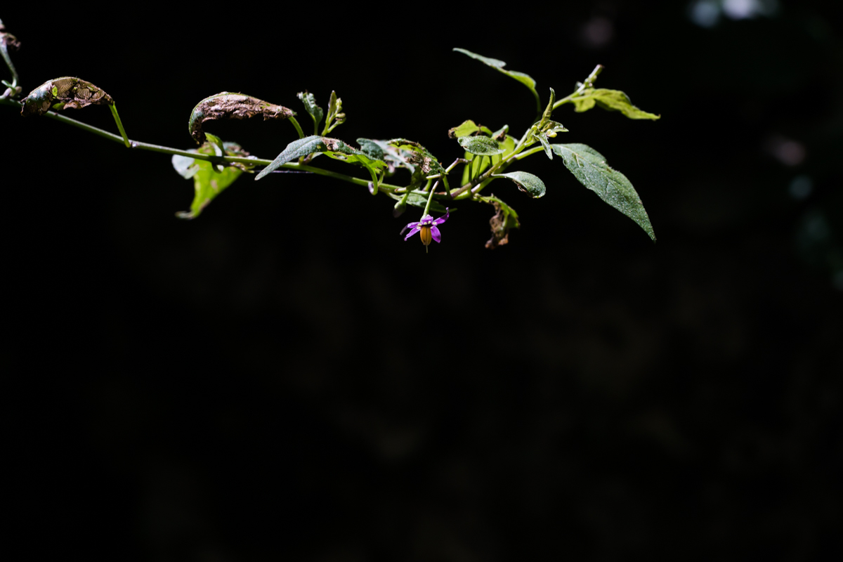 DSC02258.jpg