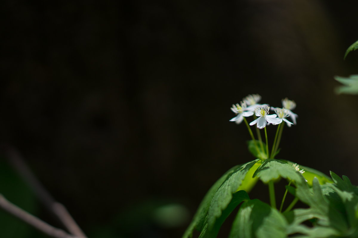 DSC09175.jpg