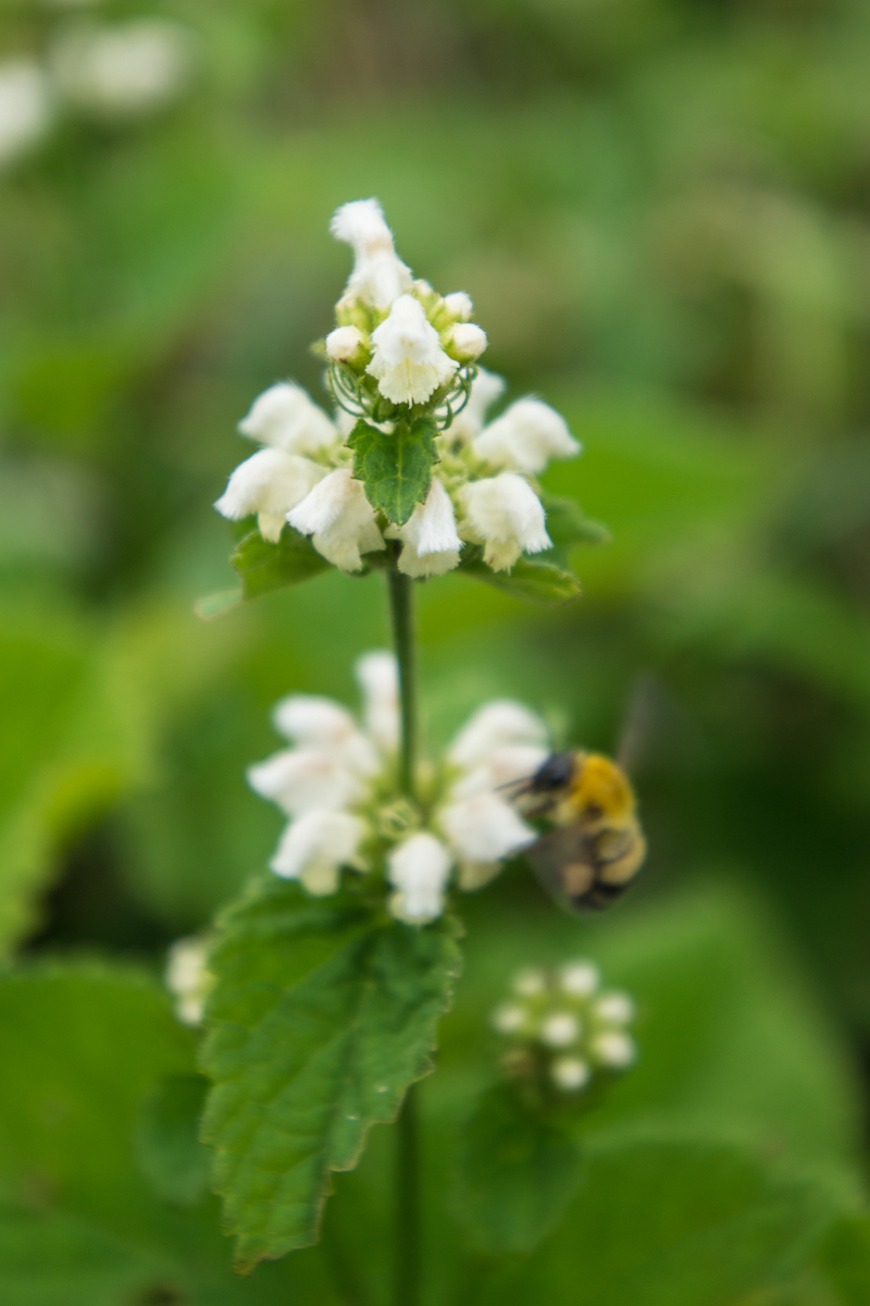 DSC00087.jpg
