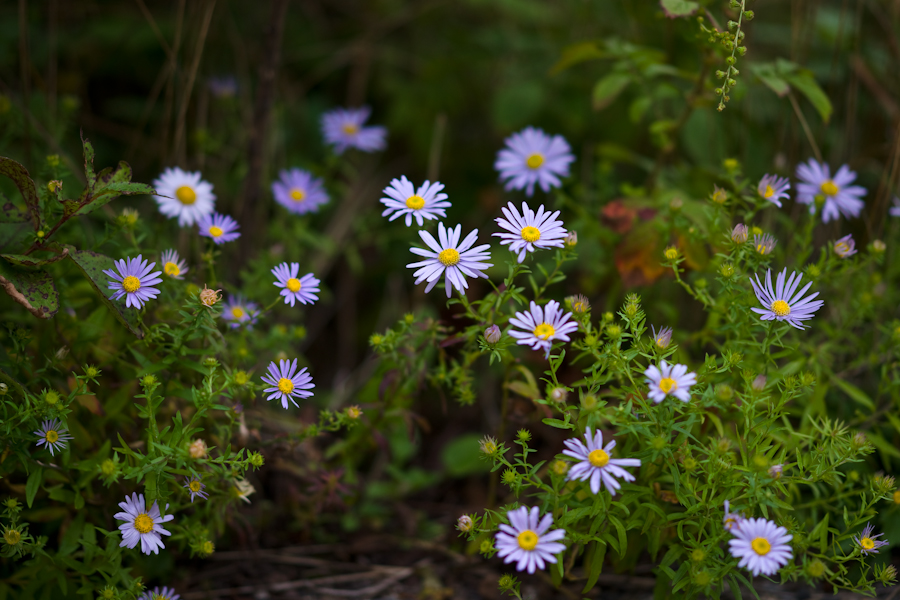 DSC08211.jpg