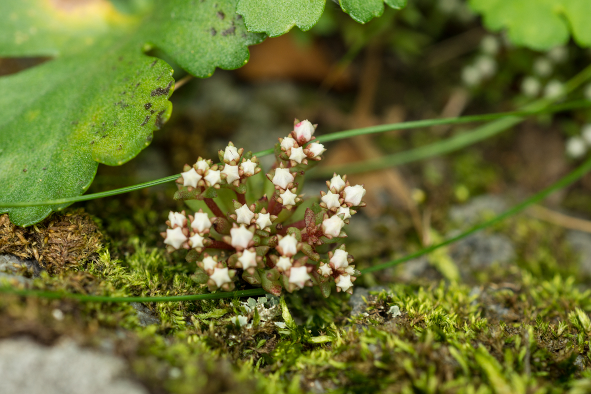 DSC00291.jpg