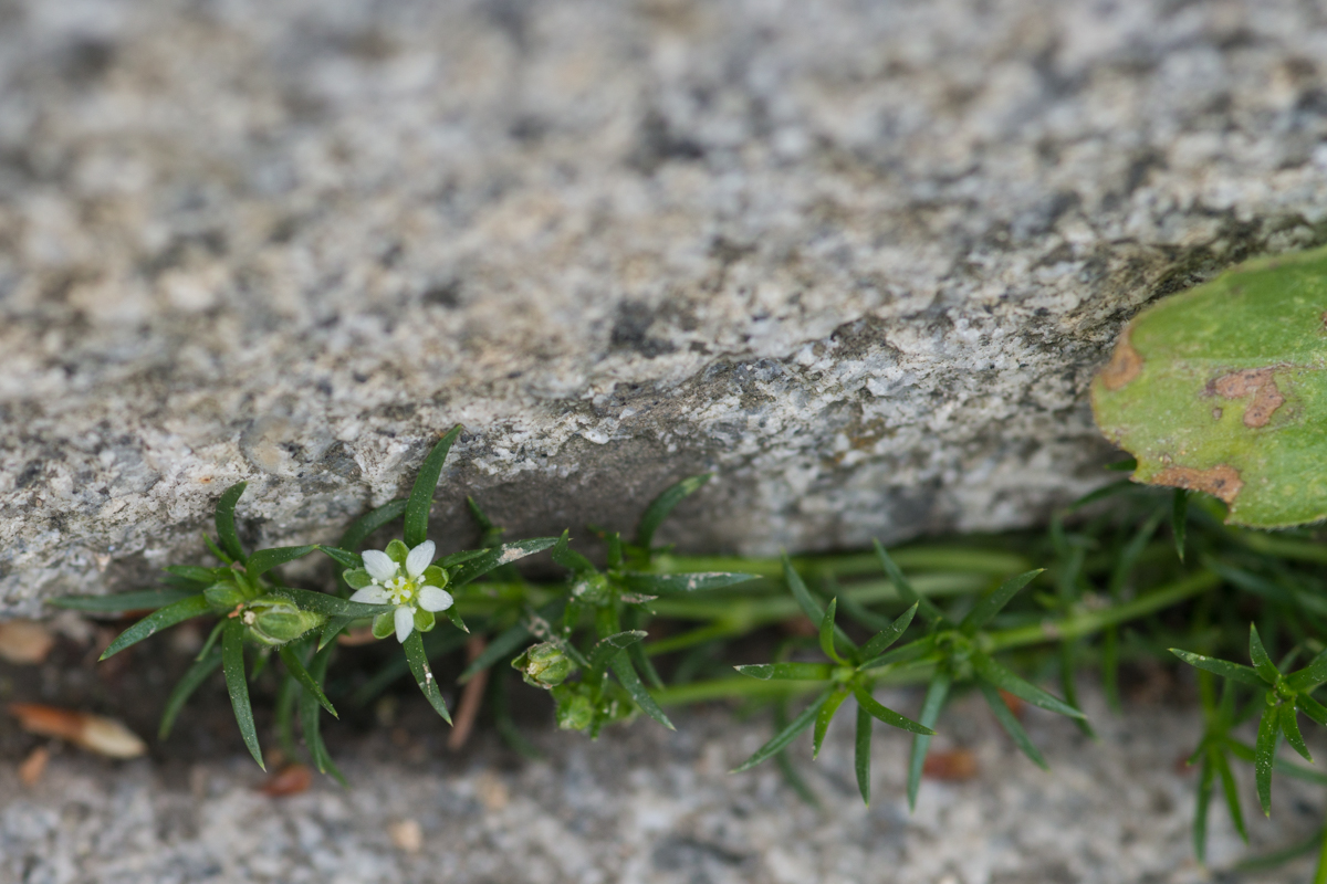 DSC09250.jpg