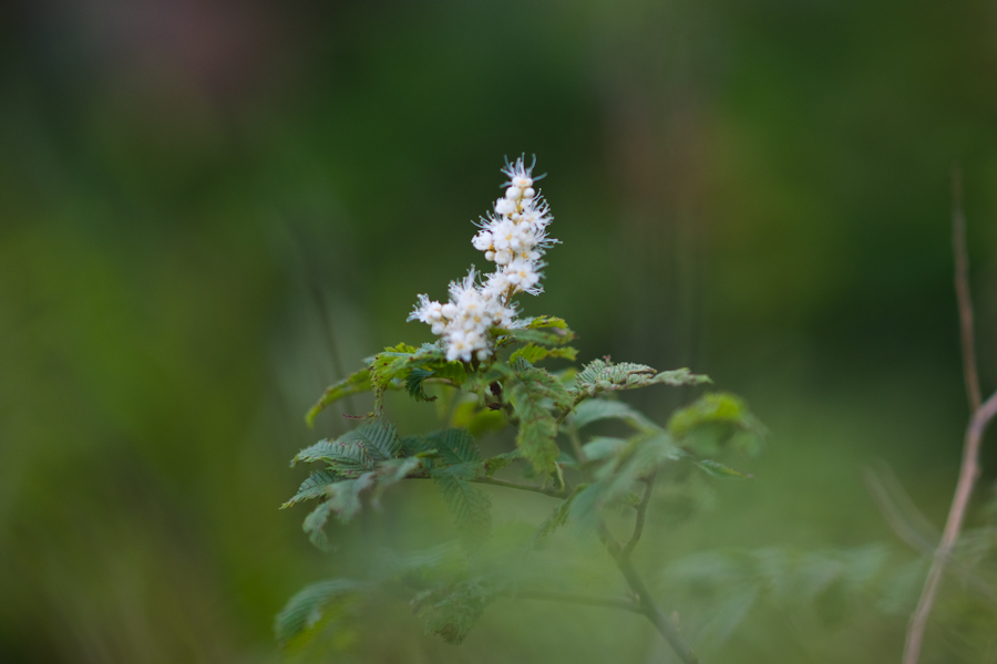DSC08215.jpg