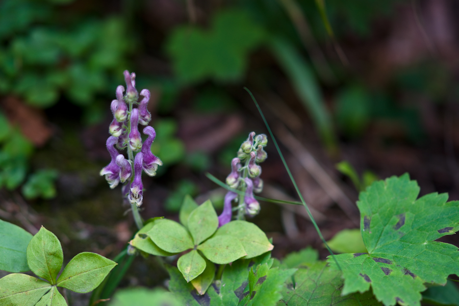 DSC08265.jpg
