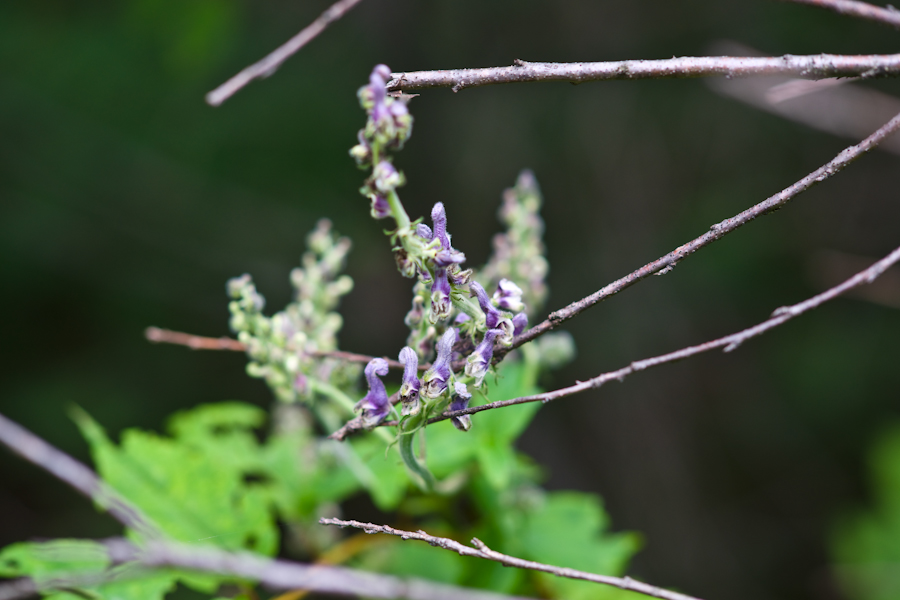 DSC08316.jpg