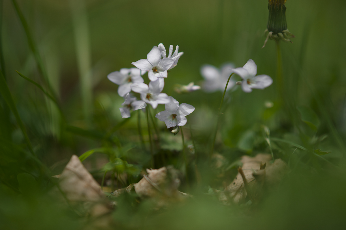 DSC04590.jpg