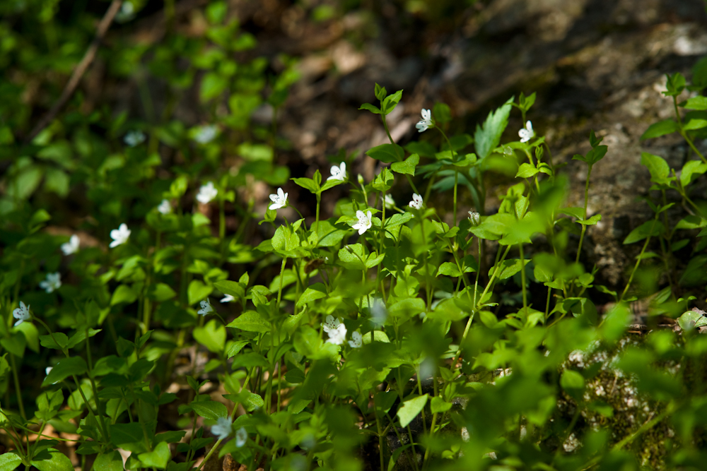 DSC05477.jpg