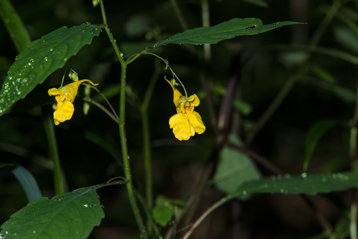 DSC08749.jpg