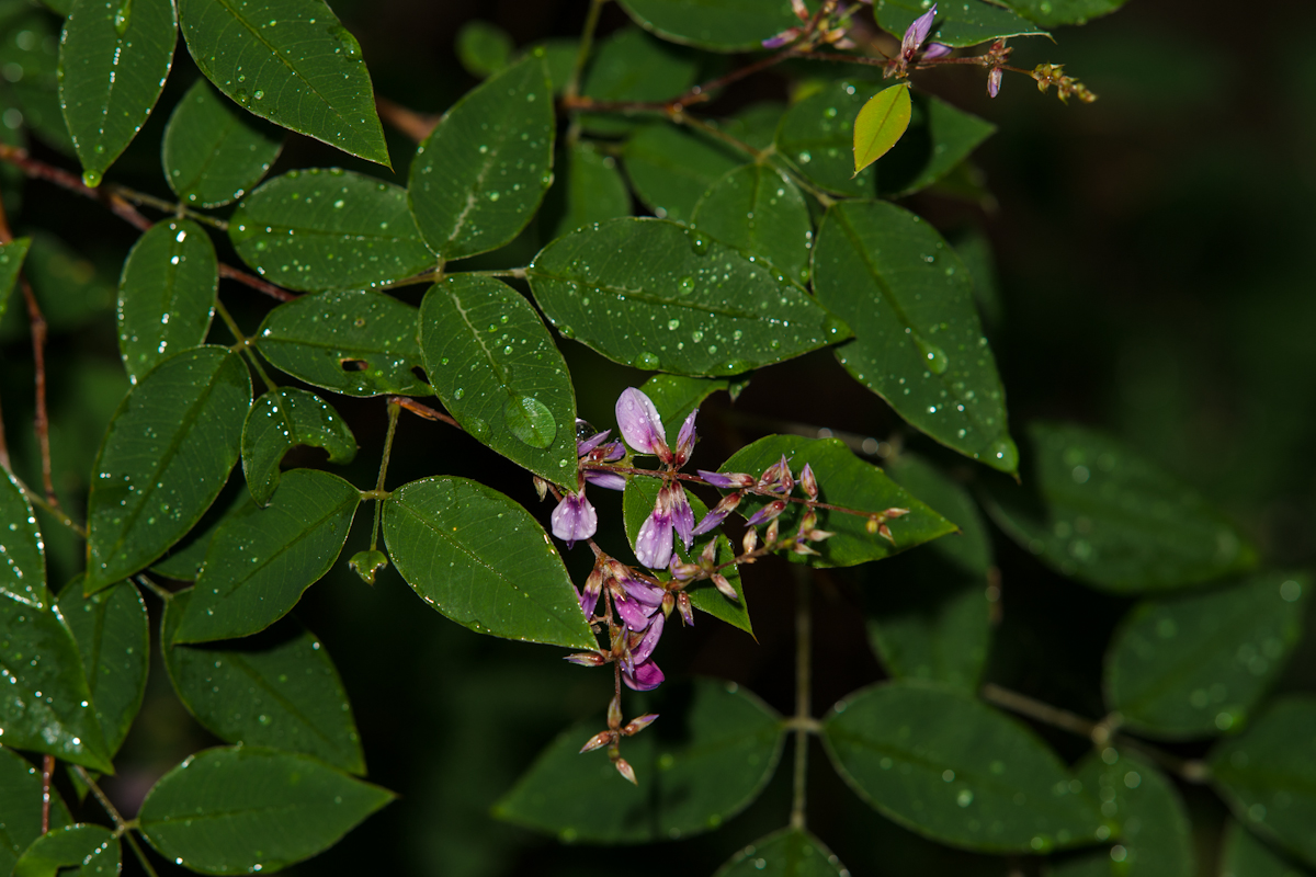 DSC08751.jpg