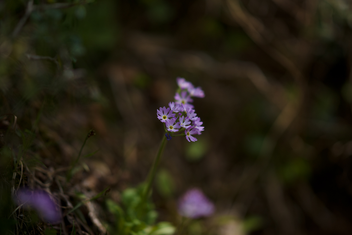 DSC04599.jpg